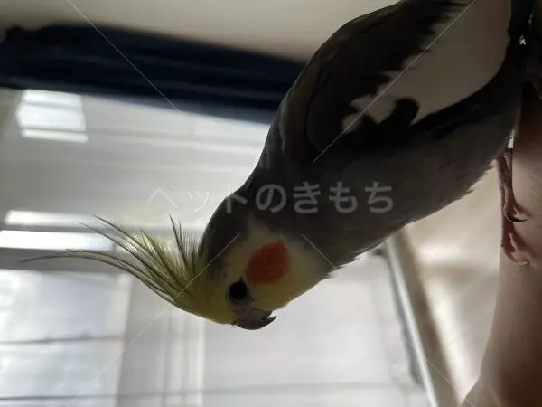迷子鳥の画像