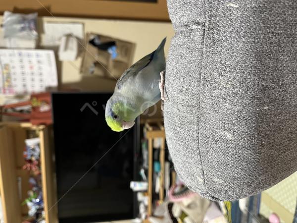 迷子鳥の画像