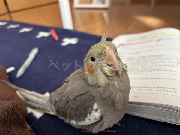 迷子鳥の画像