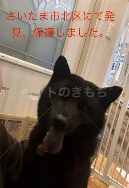 保護犬の画像