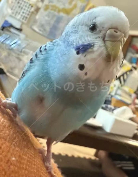 迷子鳥の画像