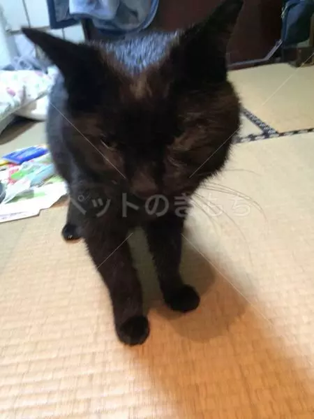 迷子猫の画像