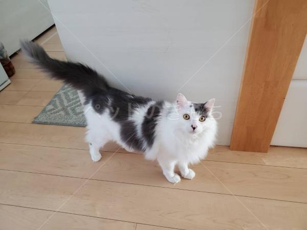 迷子猫の画像