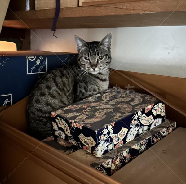 保護猫の画像