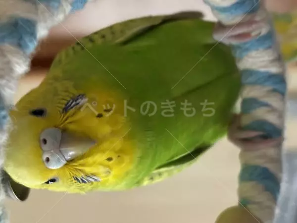 迷子鳥の画像