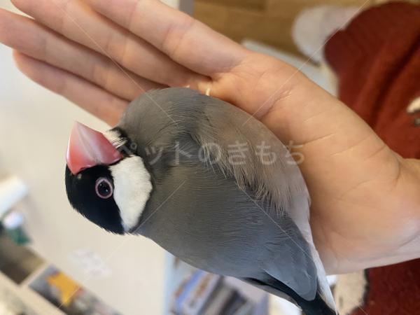 迷子鳥の画像