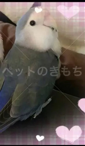 迷子鳥の画像