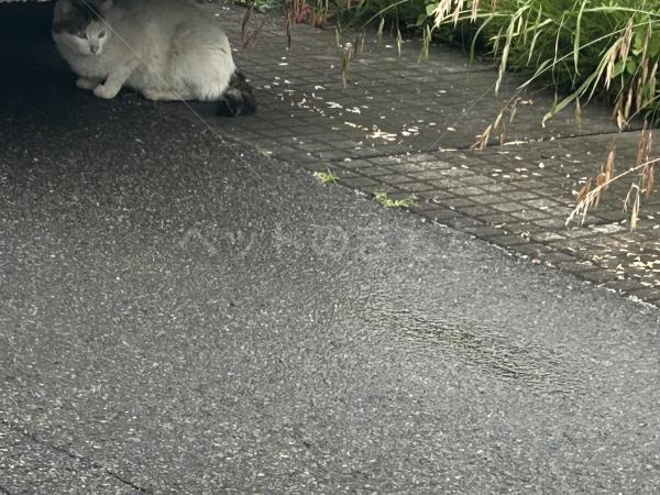保護猫の画像