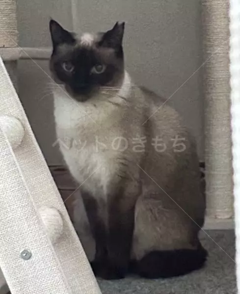 迷子猫の画像