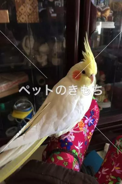 迷子鳥の画像