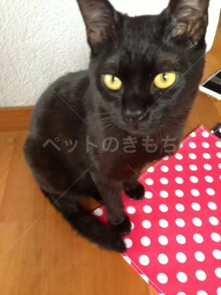 迷子猫の画像