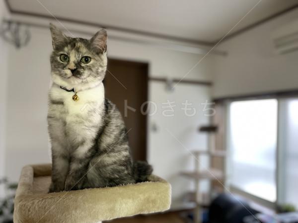 迷子猫の画像