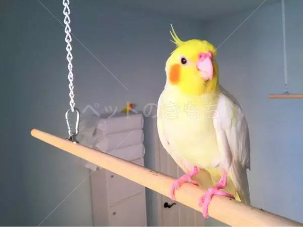 コメント投稿の画像