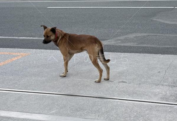 保護犬の画像
