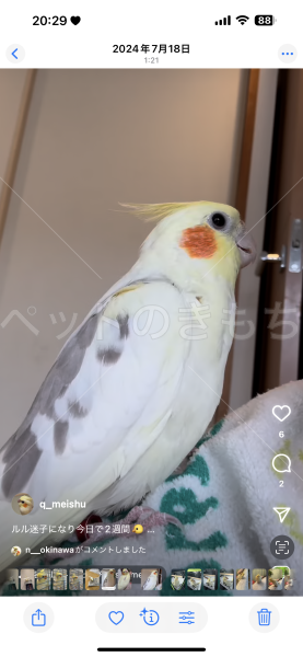 コメントの画像