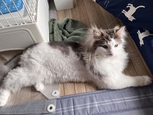 迷子猫の画像