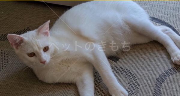 迷子猫の画像