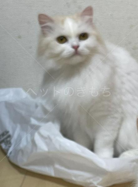 迷子猫の画像