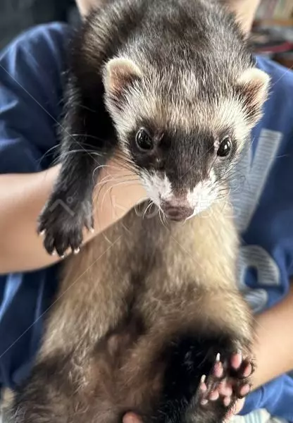 迷子ペットの画像