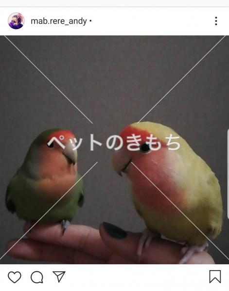 迷子鳥の画像