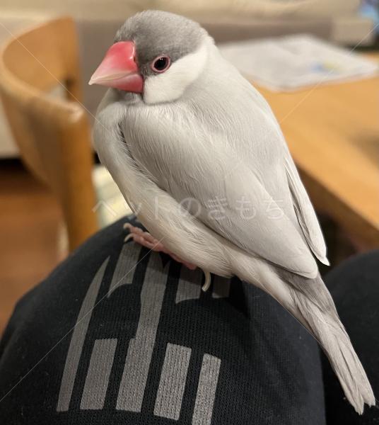 迷子鳥の画像