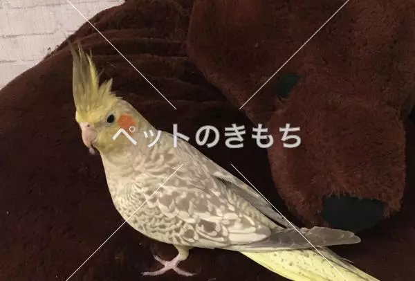 迷子鳥の画像