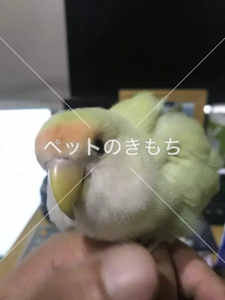 迷子鳥の画像