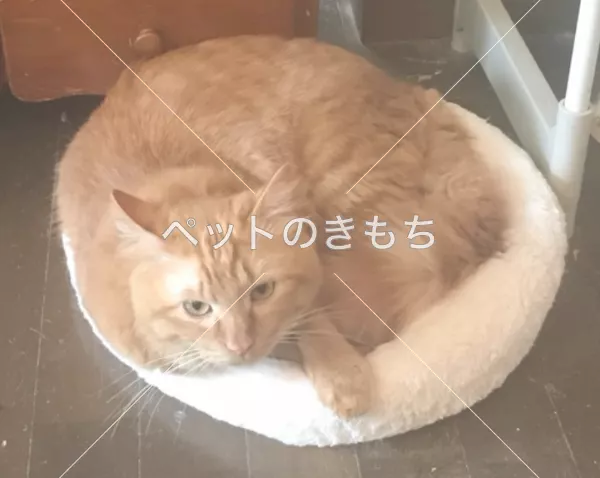 迷子猫の画像