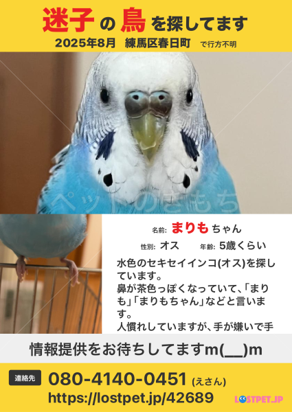 迷子鳥の画像