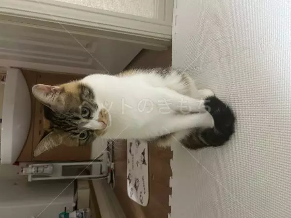 迷子猫の画像