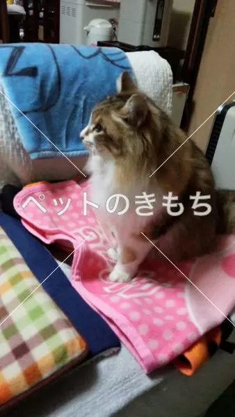 コメント投稿の画像