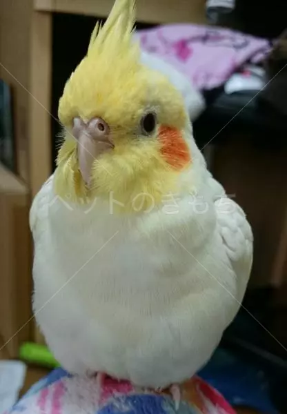 迷子鳥の画像