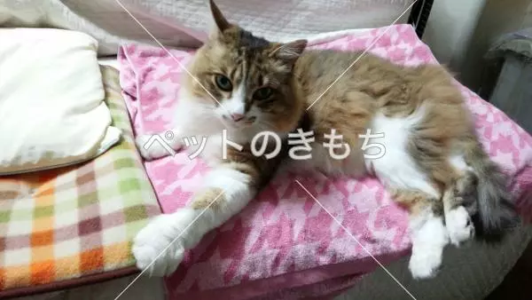 迷子猫の画像