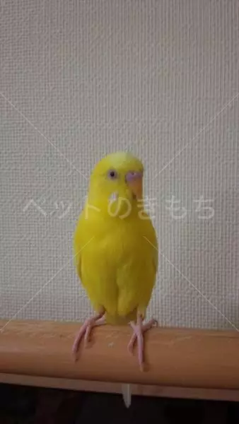 迷子鳥の画像