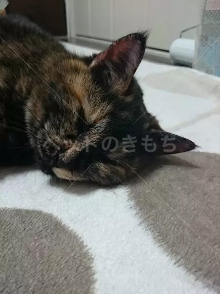 迷子猫の画像