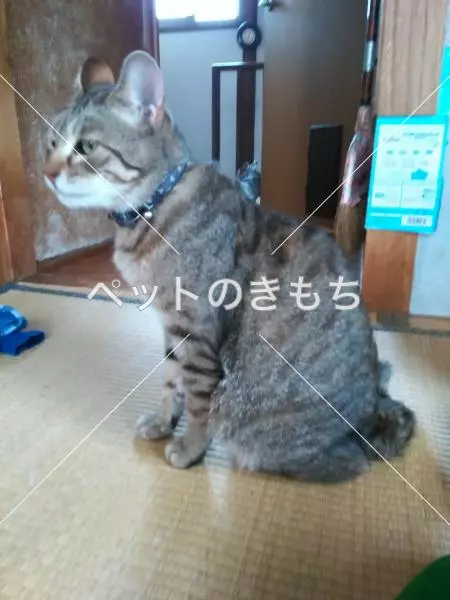 迷子猫の画像