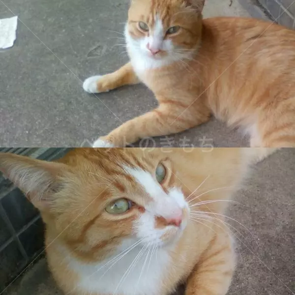 迷子猫の画像