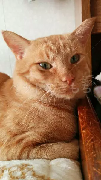 迷子猫の画像