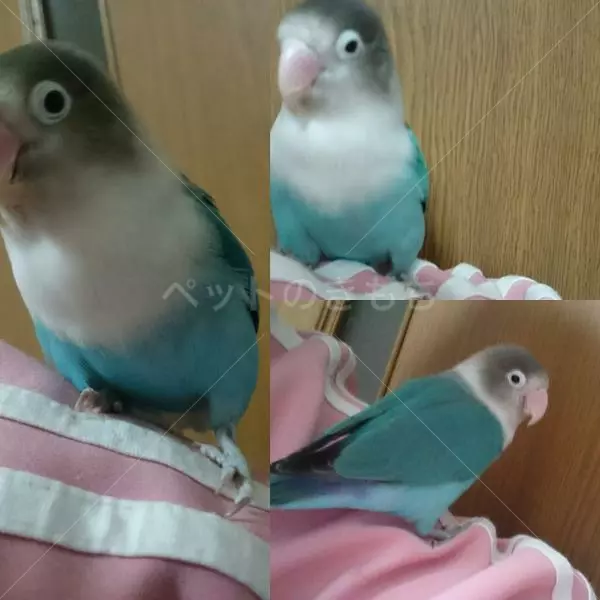 コメント投稿の画像