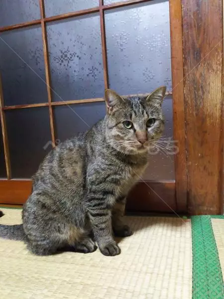 コメント投稿の画像