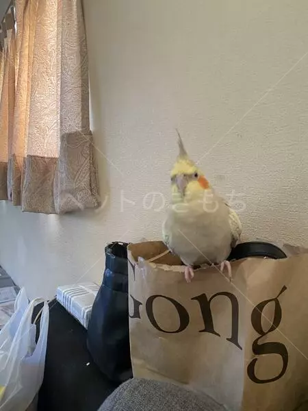 コメントの画像