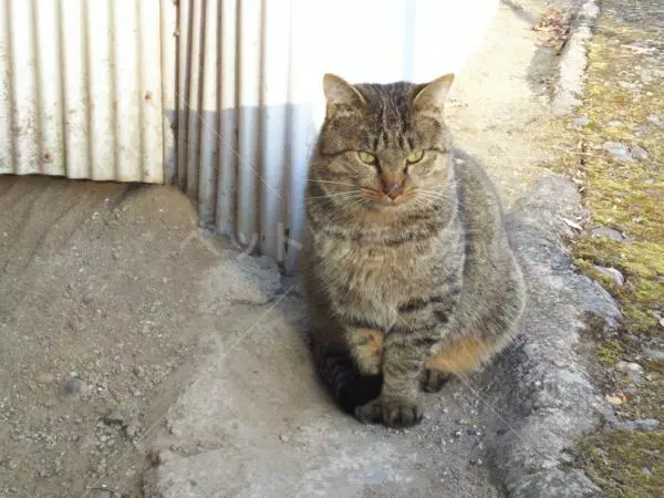 コメント投稿の画像