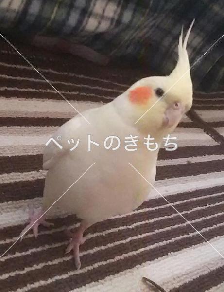 迷子鳥の画像