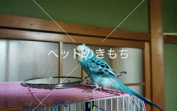 迷子鳥の画像