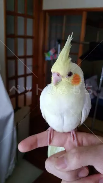 迷子鳥の画像