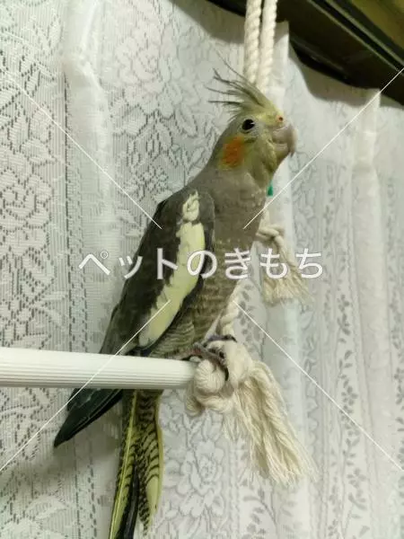 迷子鳥の画像