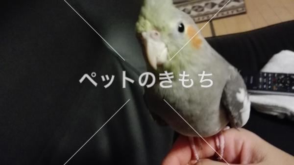 迷子鳥の画像