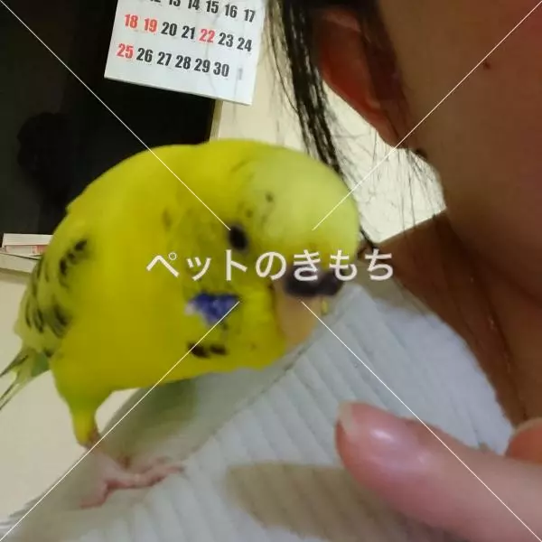 迷子鳥の画像