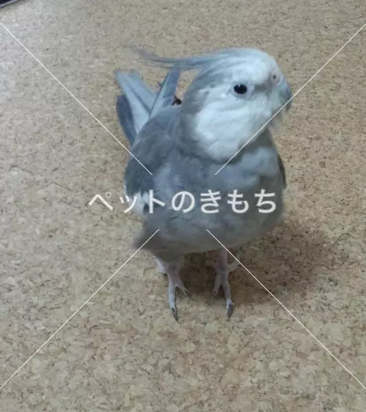 迷子鳥の画像