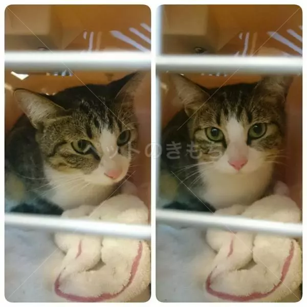 保護猫の画像